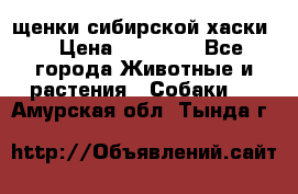 щенки сибирской хаски  › Цена ­ 10 000 - Все города Животные и растения » Собаки   . Амурская обл.,Тында г.